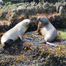 Two younger Sea Lions